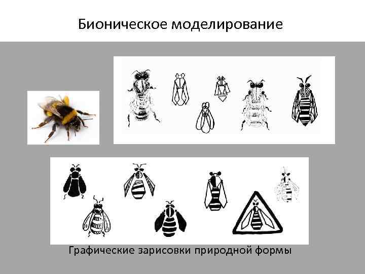  Бионическое моделирование Графические зарисовки природной формы 