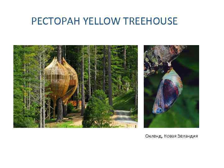 РЕСТОРАН YELLOW TREEHOUSE Окленд, Новая Зеландия 