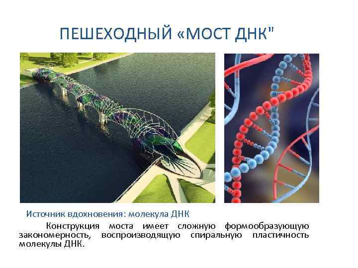 ПЕШЕХОДНЫЙ «МОСТ ДНК" Источник вдохновения: молекула ДНК Конструкция моста имеет сложную формообразующую закономерность, воспроизводящую