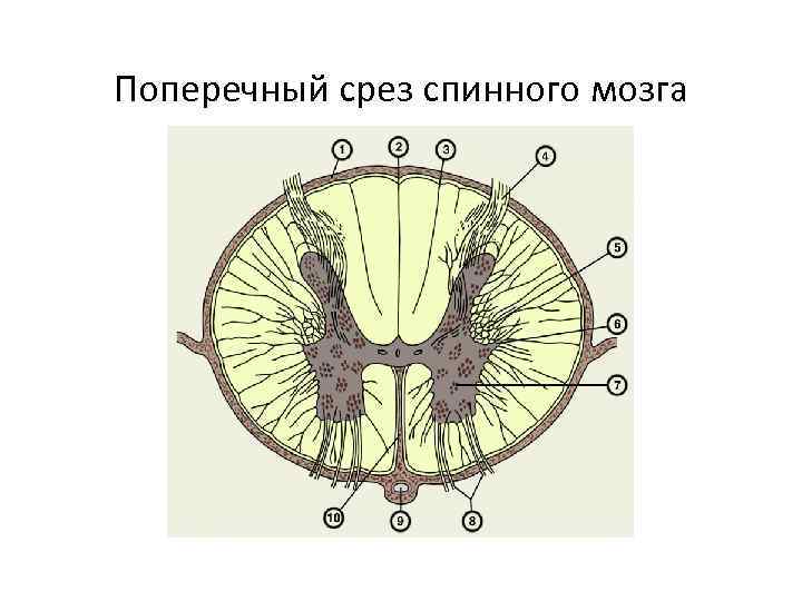 Поперечный срез спинного мозга 