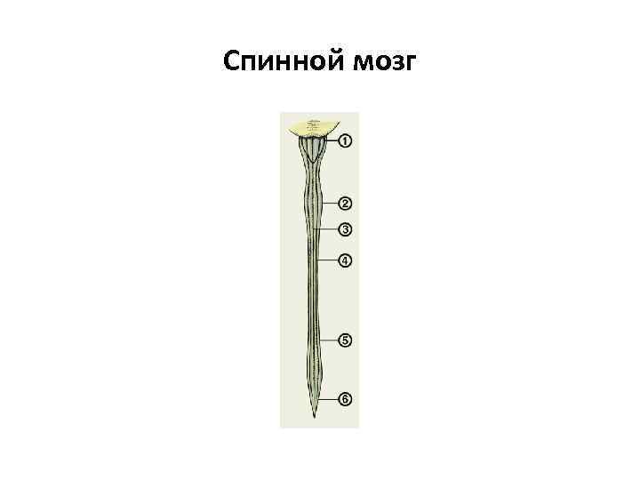 Спинной мозг 
