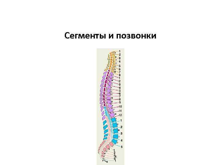 Сегменты и позвонки 