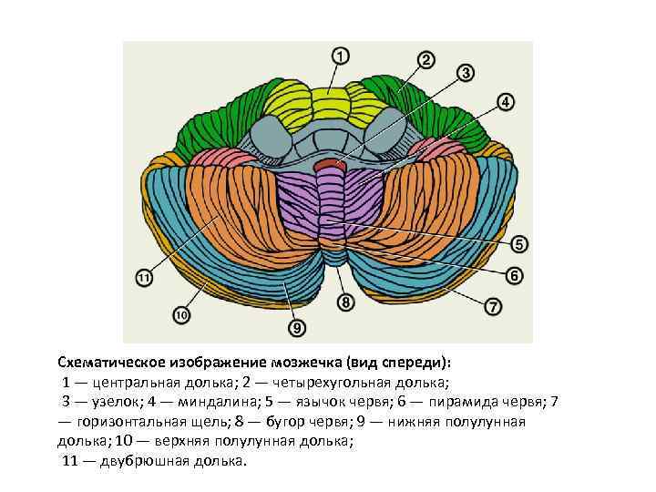 Схематическое изображение мозжечка (вид спереди): 1 — центральная долька; 2 — четырехугольная долька; 3