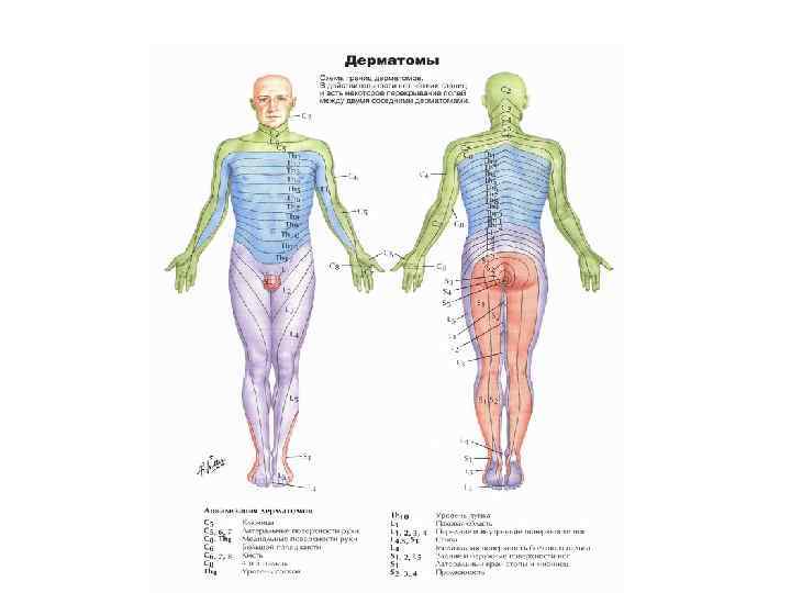 Дерматомы в неврологии схема