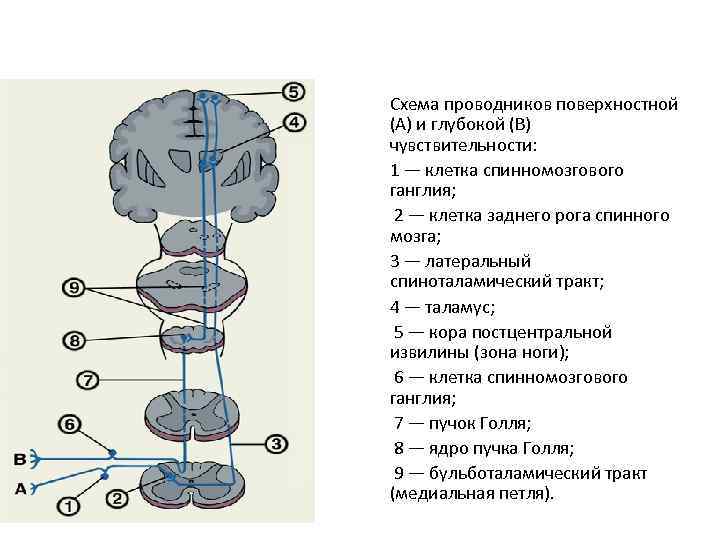 Латеральный спиноталамический