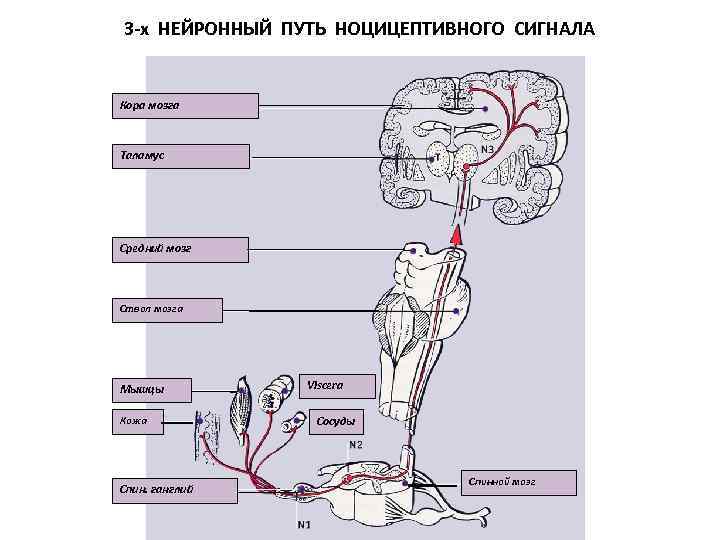 От головного мозга к рабочим органам