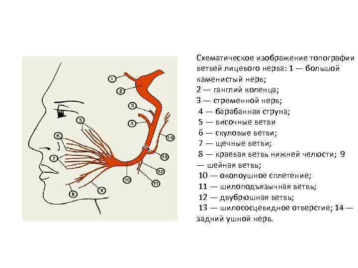 2 лицевой нерв. Ветви лицевого нерва схема. Лицевой нерв неврология схема. Лицевой нерв анатомия ветви. Топография лицевого нерва схема.