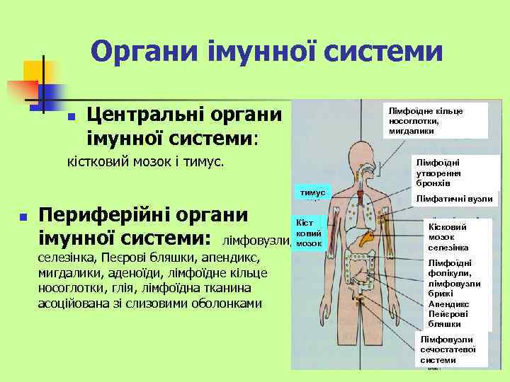 Органи імунної системи n Центральні органи імунної системи: Лімфоїдне кільце носоглотки, мигдалики кістковий мозок