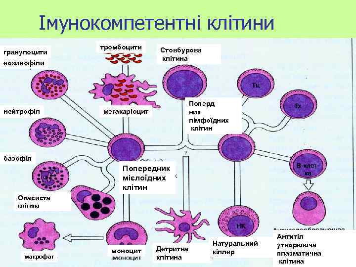 Імунокомпетентні клітини гранулоцити тромбоцити еозинофіли нейтрофіл Стовбурова клітина Поперд ник лімфоїдних клітин мегакаріоцит базофіл