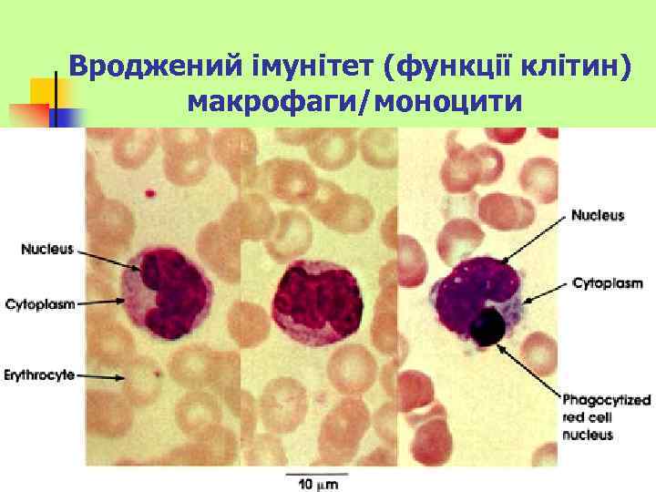 Вроджений імунітет (функції клітин) макрофаги/моноцити 