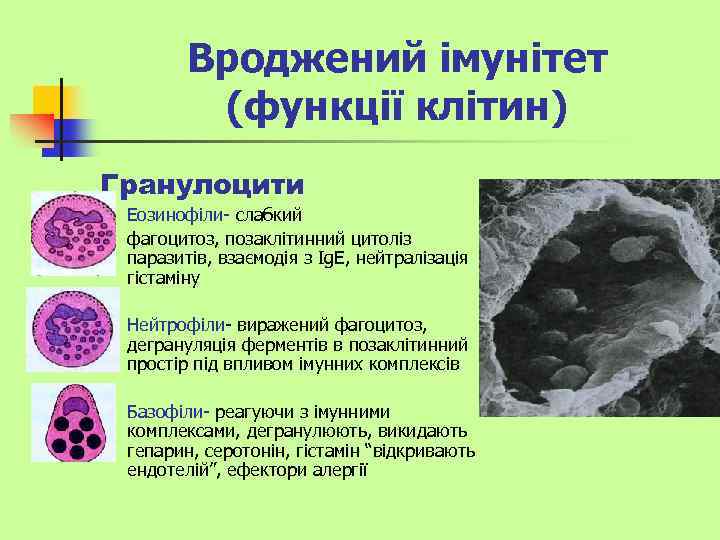 Вроджений імунітет (функції клітин) Гранулоцити n n Еозинофіли- слабкий фагоцитоз, позаклітинний цитоліз паразитів, взаємодія