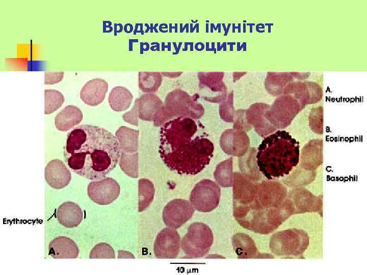 Вроджений імунітет Гранулоцити 