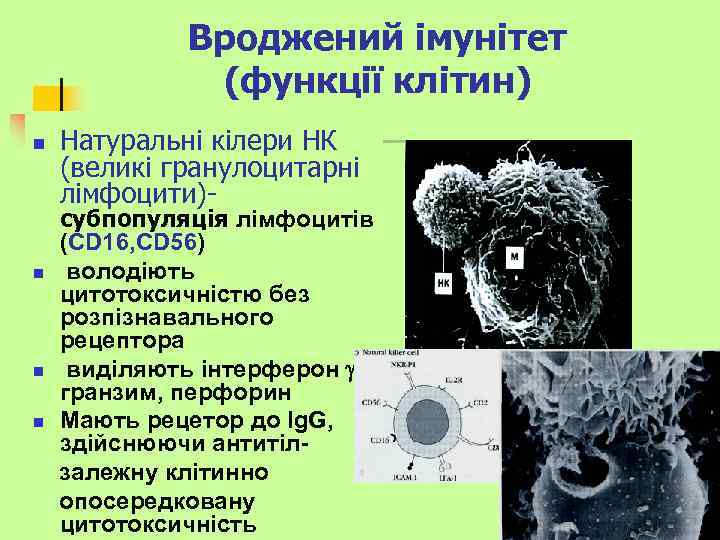 Вроджений імунітет (функції клітин) n n Натуральні кілери НК (великі гранулоцитарні лімфоцити)- субпопуляція лімфоцитів