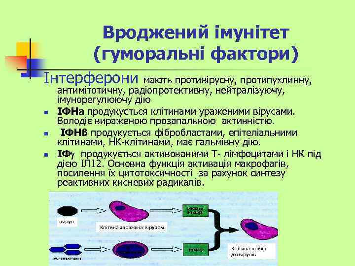 Вроджений імунітет (гуморальні фактори) Інтерферони n n n мають противірусну, протипухлинну, антимітотичну, радіопротективну, нейтралізуючу,