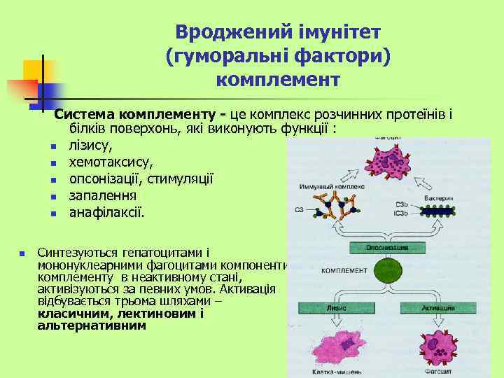 Вроджений імунітет (гуморальні фактори) комплемент Система комплементу - це комплекс розчинних протеїнів і білків