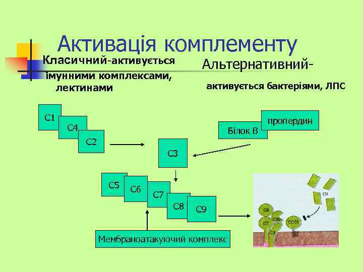 Активація комплементу Класичний-активується імунними комплексами, лектинами С 1 Альтернативнийактивується бактеріями, ЛПС С 4 Білок