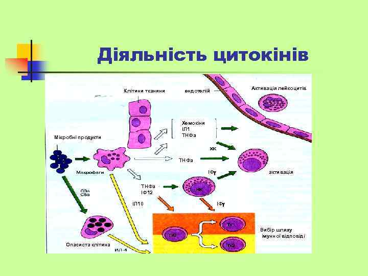 Діяльність цитокінів Клітини тканини Активація лейкоцитів ендотелій Хемокіни ІЛ 1 ТНФа Мікробні продукти ТНФа