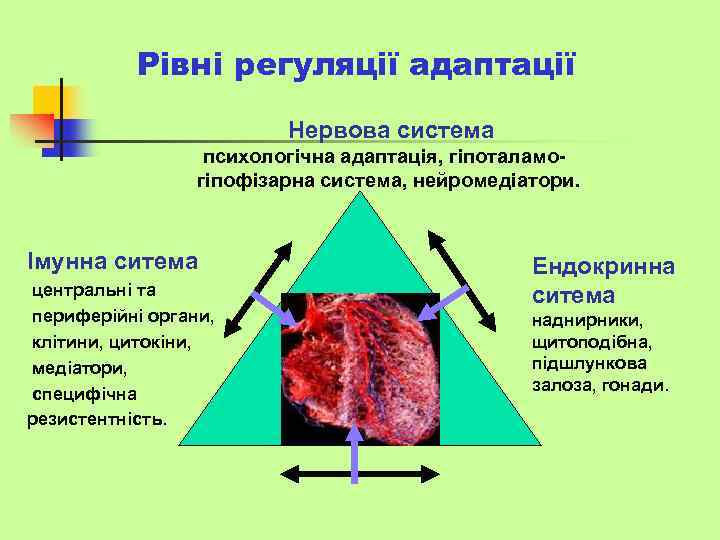 Рівні регуляції адаптації Нервова система психологічна адаптація, гіпоталамогіпофізарна система, нейромедіатори. Імунна ситема центральні та
