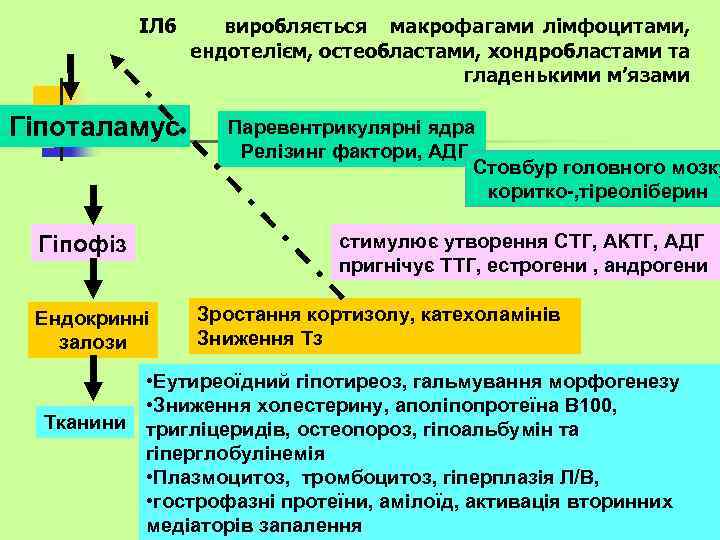 ІЛ 6 виробляється макрофагами лімфоцитами, ендотелієм, остеобластами, хондробластами та гладенькими м’язами Гіпоталамус Гіпофіз Ендокринні
