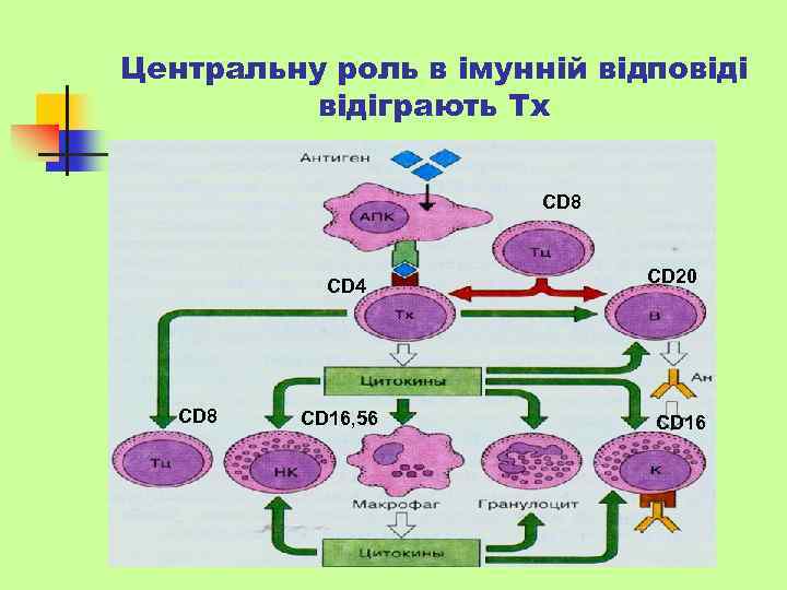 Центральну роль в імунній відповідіграють Тх CD 8 CD 4 CD 8 CD 16,