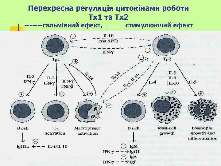 Перехресна регуляція цитокінами роботи Тх1 та Тх2 -------гальмівний ефект, _____стимулюючий ефект 
