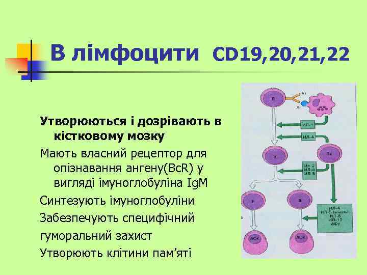 В лімфоцити CD 19, 20, 21, 22 Утворюються і дозрівають в кістковому мозку Мають