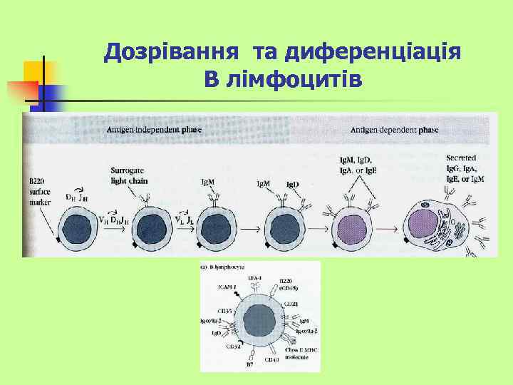 Дозрівання та диференціація В лімфоцитів 