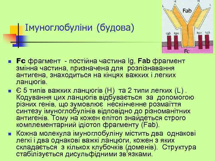 Fab Імуноглобуліни (будова) Fc n n n Fс фрагмент - постійна частина Ig, Fab