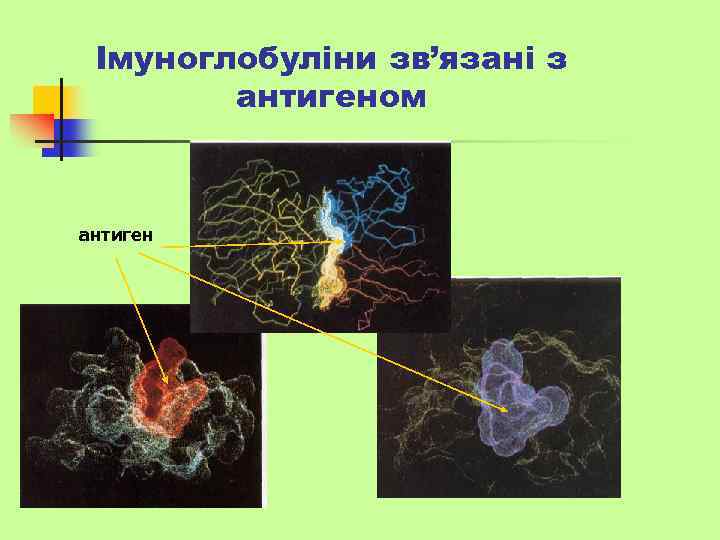 Імуноглобуліни зв’язані з антигеном антиген 