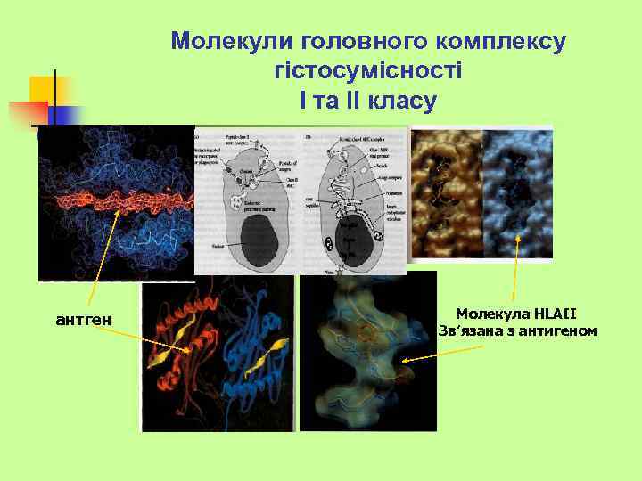 Молекули головного комплексу гістосумісності І та ІІ класу антген Молекула HLAII Зв’язана з антигеном