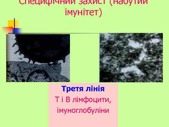 Специфічний захист (набутий імунітет) Третя лінія Т і В лімфоцити, імуноглобуліни 
