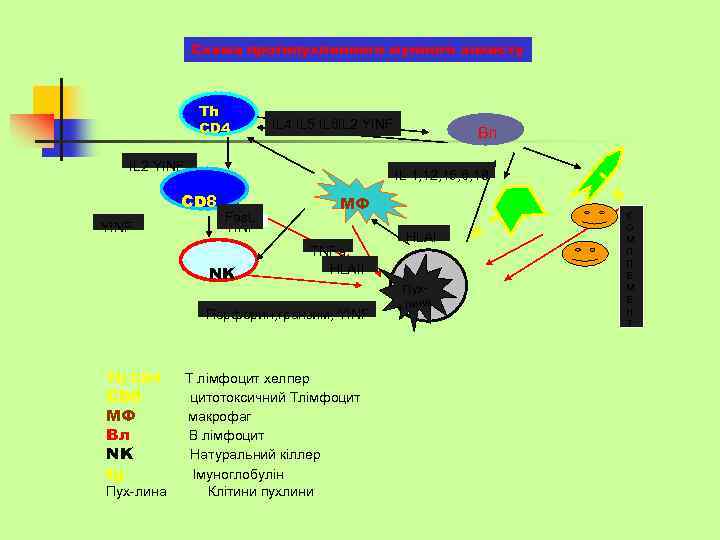 Схема протипухлинного мунного захисту IL 4 IL 5 IL 6 IL 2 YINF IL