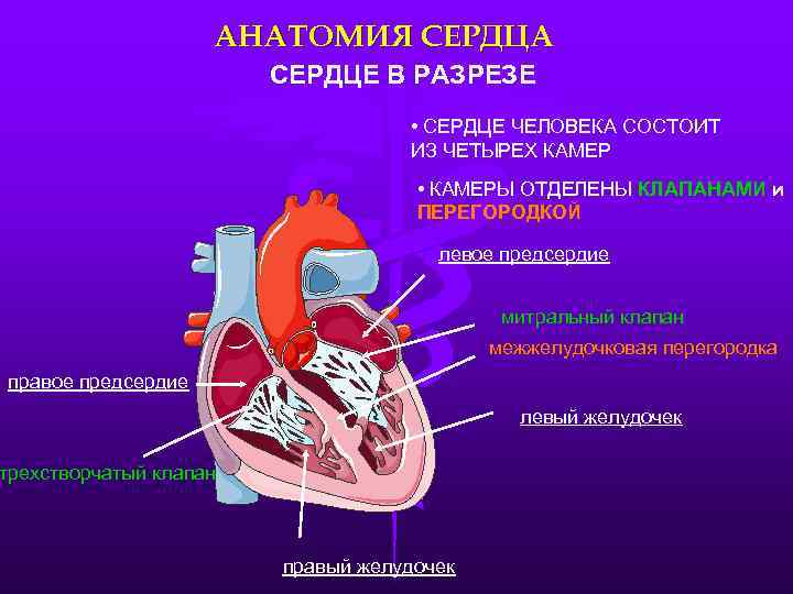 АНАТОМИЯ СЕРДЦА СЕРДЦЕ В РАЗРЕЗЕ • СЕРДЦЕ ЧЕЛОВЕКА СОСТОИТ ИЗ ЧЕТЫРЕХ КАМЕР • КАМЕРЫ