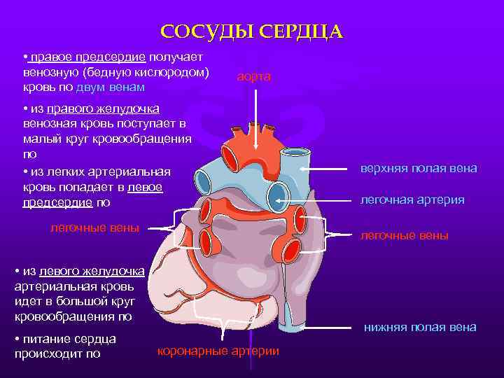 СОСУДЫ СЕРДЦА • правое предсердие получает венозную (бедную кислородом) кровь по двум венам аорта