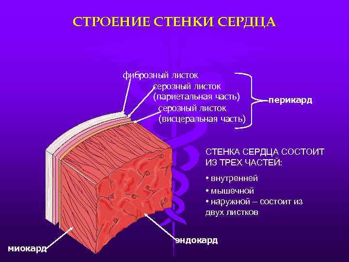 СТРОЕНИЕ СТЕНКИ СЕРДЦА фиброзный листок серозный листок (париетальная часть) серозный листок (висцеральная часть) перикард