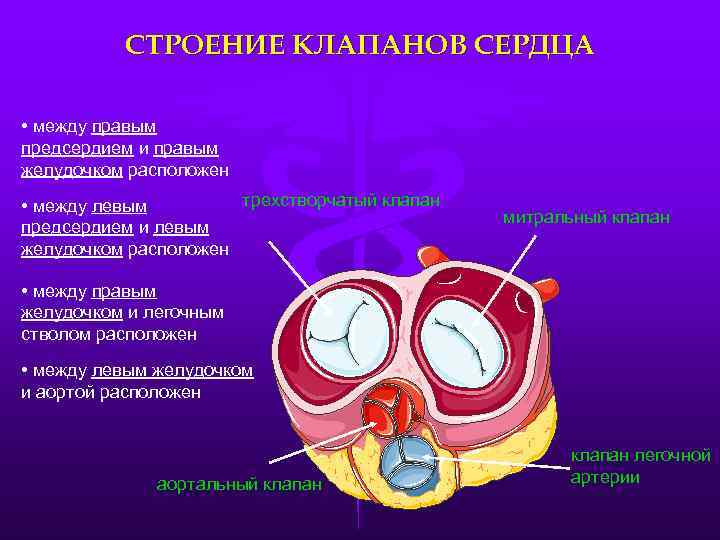 СТРОЕНИЕ КЛАПАНОВ СЕРДЦА • между правым предсердием и правым желудочком расположен трехстворчатый клапан •