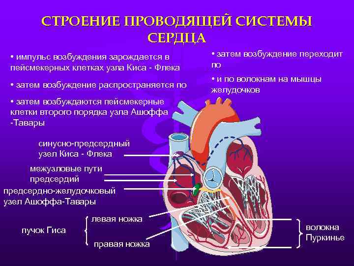 СТРОЕНИЕ ПРОВОДЯЩЕЙ СИСТЕМЫ СЕРДЦА • импульс возбуждения зарождается в пейсмекерных клетках узла Киса -