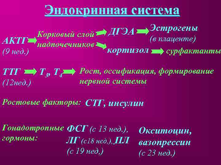 Эндокринная система АКТГ (9 нед. ) ТТГ (12 нед. ) Корковый слой надпочечников Т