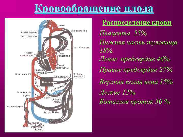 Кровообращение плода Распределение крови Плацента 55% Нижняя часть туловища 18% Левое предсердие 46% Правое