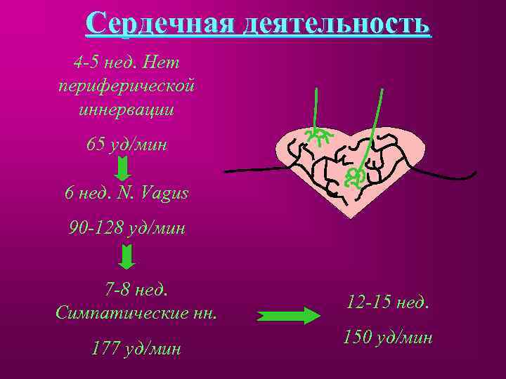 Сердечная деятельность 4 -5 нед. Нет периферической иннервации 65 уд/мин 6 нед. N. Vagus