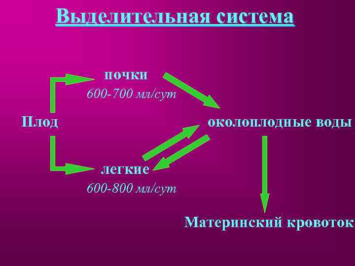 Выделительная система почки 600 -700 мл/сут Плод околоплодные воды легкие 600 -800 мл/сут Материнский