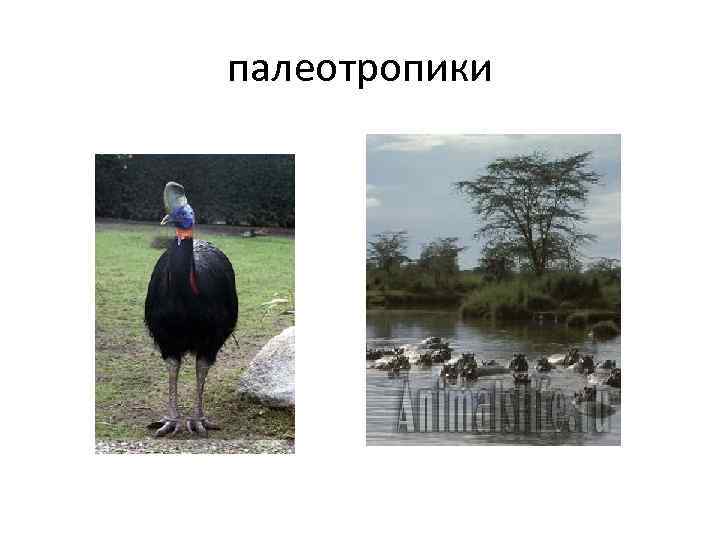 палеотропики 