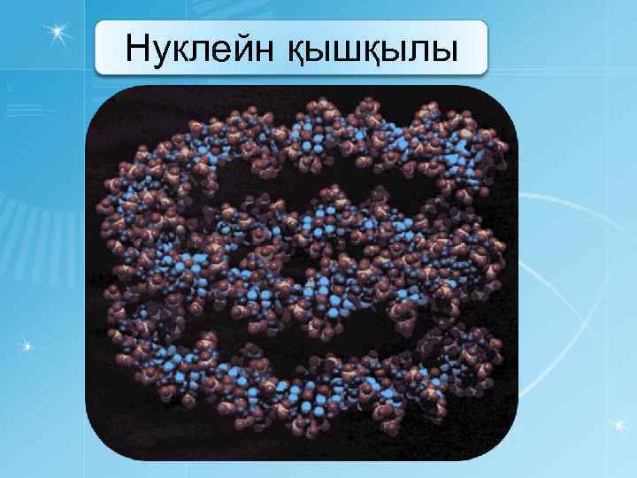 Нуклейн қышқылы 