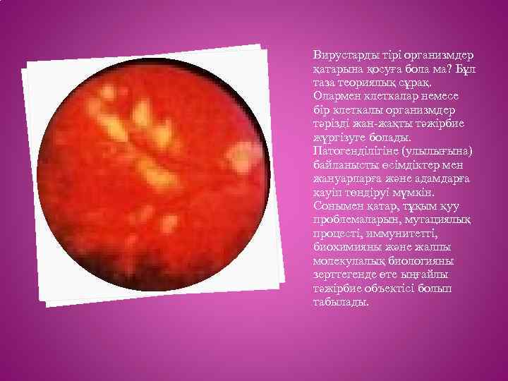 Вирустарды тірі организмдер қатарына қосуға бола ма? Бұл таза теориялық сұрақ. Олармен клеткалар немесе