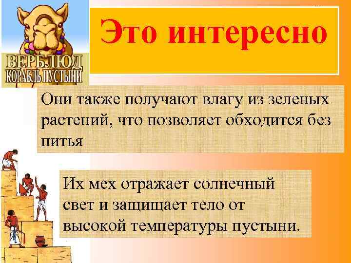 Это интересно Они также получают влагу из зеленых растений, что позволяет обходится без питья