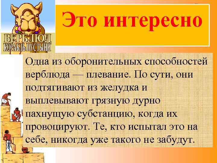 Это интересно Одна из оборонительных способностей верблюда — плевание. По сути, они подтягивают из