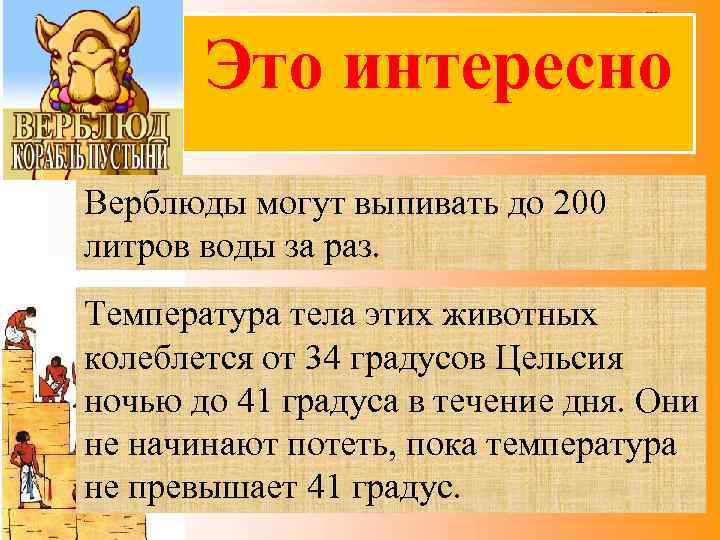 Это интересно Верблюды могут выпивать до 200 литров воды за раз. Температура тела этих