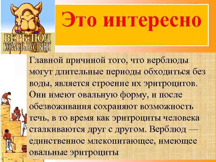 Это интересно Главной причиной того, что верблюды могут длительные периоды обходиться без воды, является