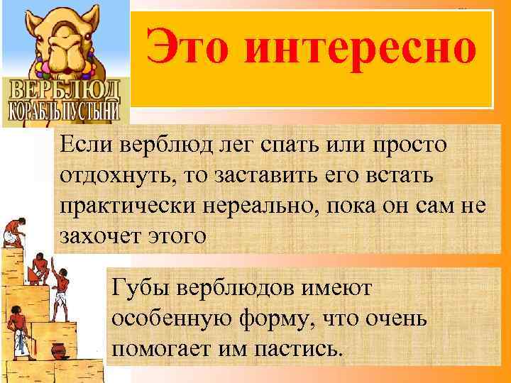 Это интересно Если верблюд лег спать или просто отдохнуть, то заставить его встать практически