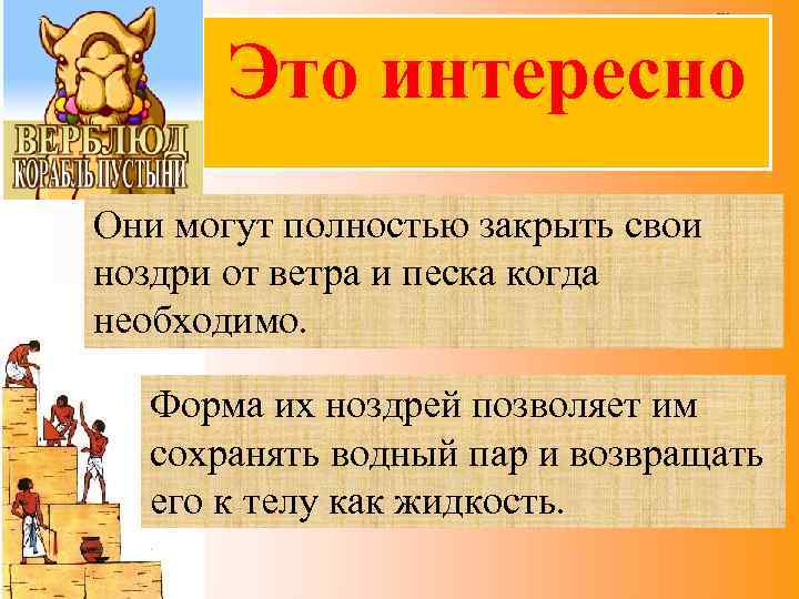 Это интересно Они могут полностью закрыть свои ноздри от ветра и песка когда необходимо.